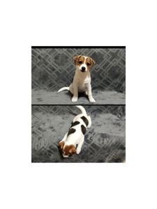 Клубні Джек Рассел тер'єр 2 міс, Документи КСУ FCI родословна