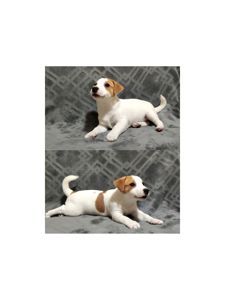 Клубні Джек Рассел тер'єр 2 міс, Документи КСУ FCI родословна