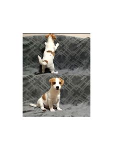 Клубні Джек Рассел тер'єр 2 міс, Документи, родословна