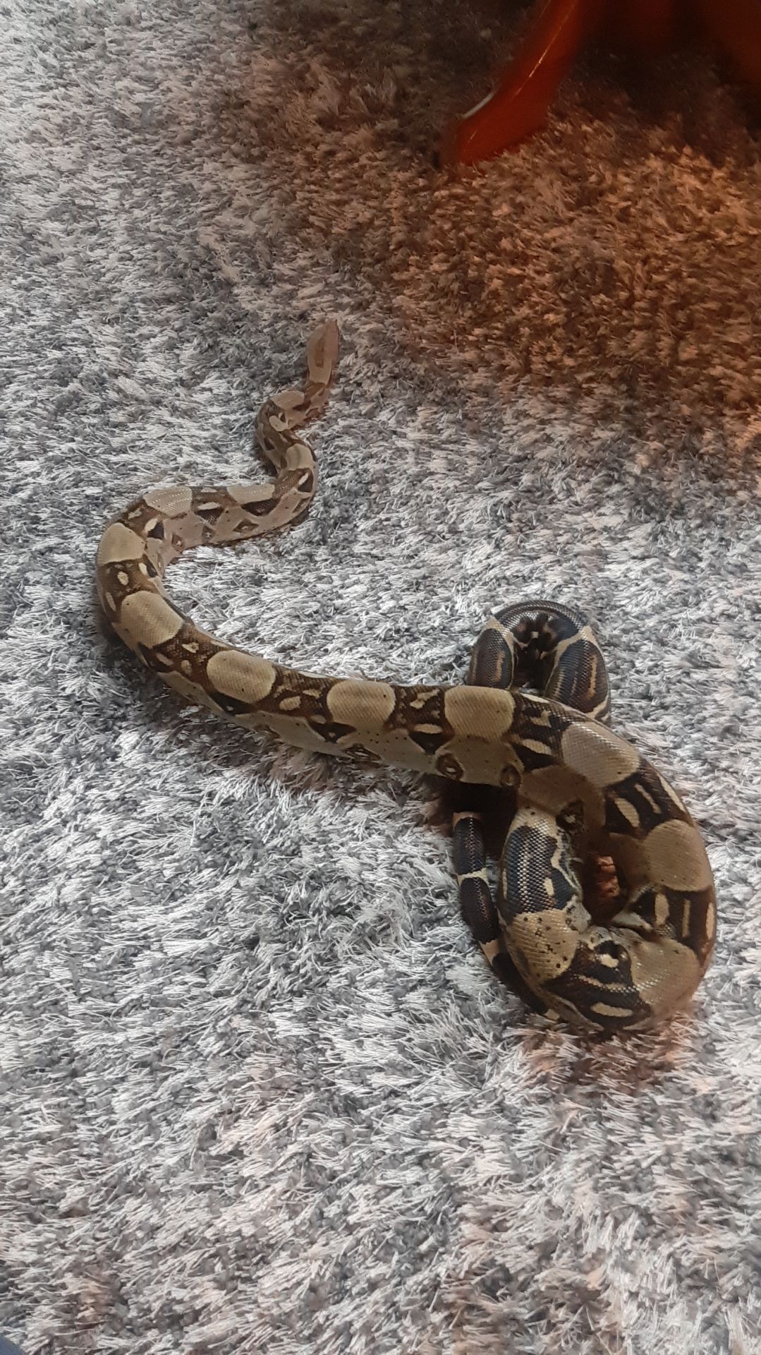 Продам императорского удава