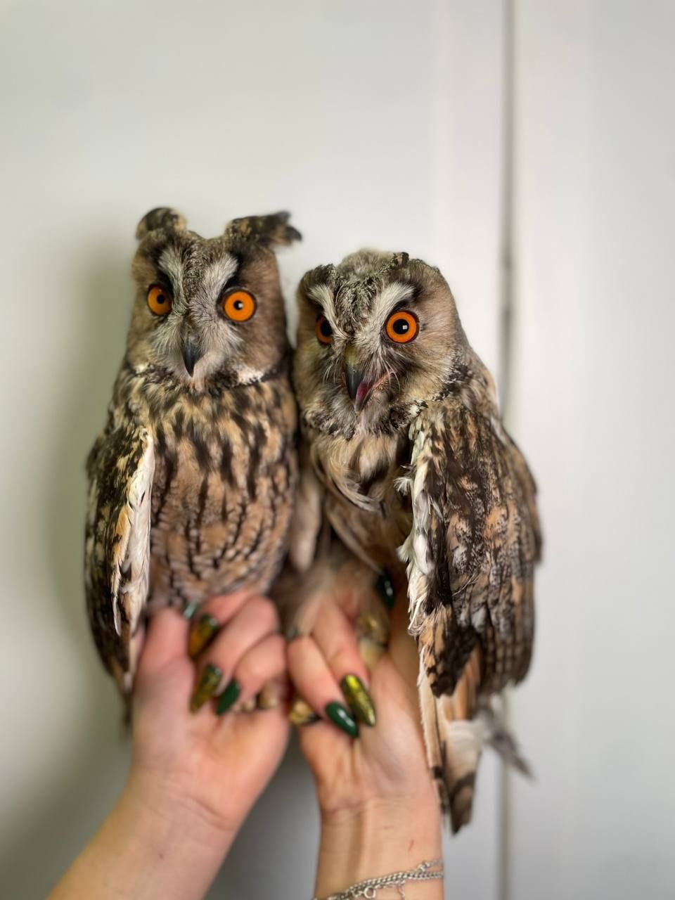 Вухата сова, совенята ручні, велика домашня сова, совеня декоративне