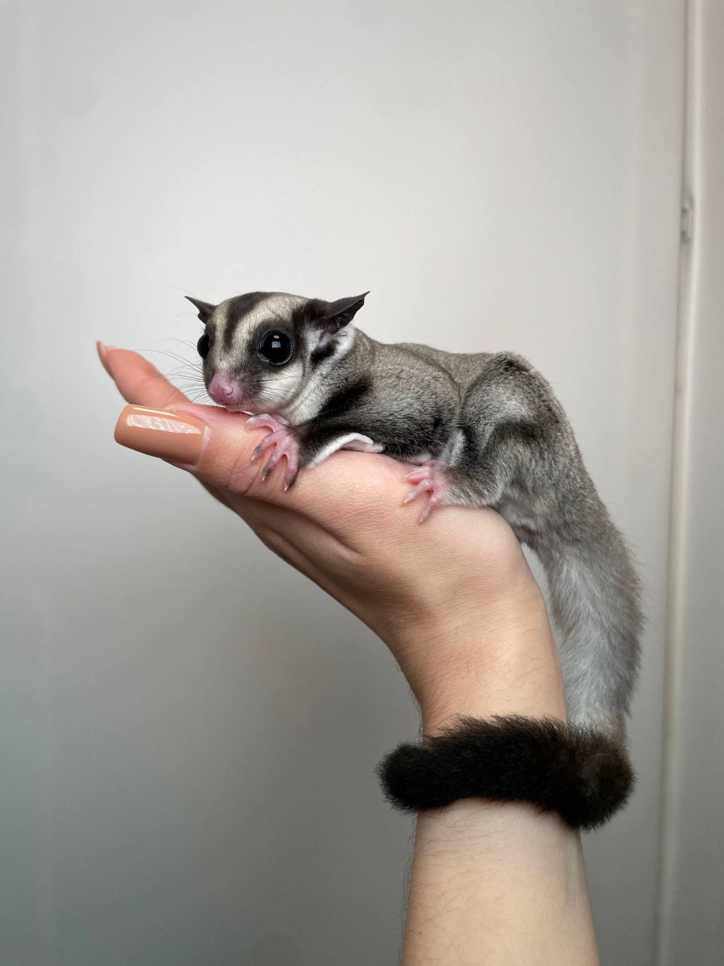 Цукровий поссум, білочка летяга, сумчаста білочка ручна та дуже цікава