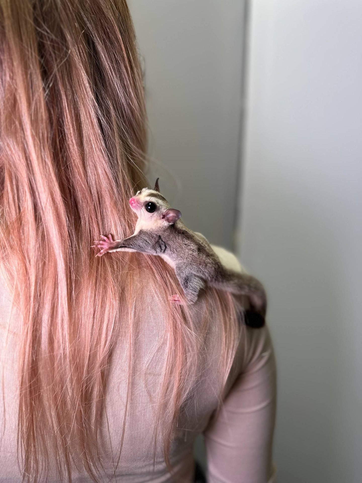 Цукровий поссум, білочка летяга, сумчаста білочка ручна та дуже цікава