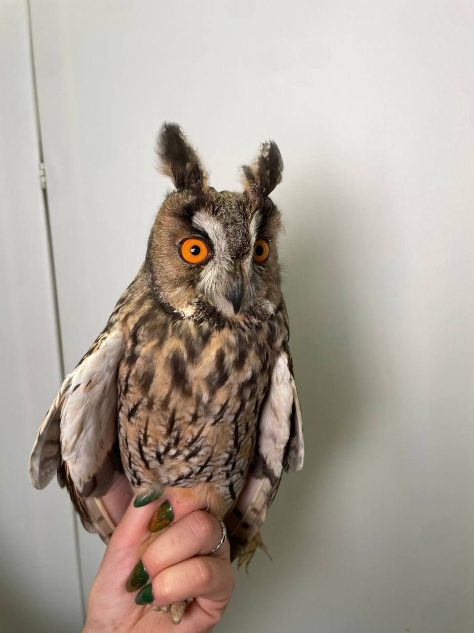 Вухата сова, совенята ручні, велика домашня сова, совеня декоративне