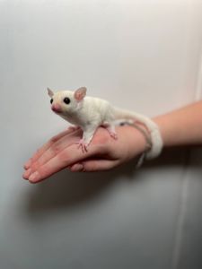 Цукровий поссум, білочка летяга, сумчаста білочка ручна та дуже цікава