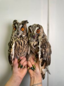 Вухата сова, совенята ручні, велика домашня сова, совеня декоративне