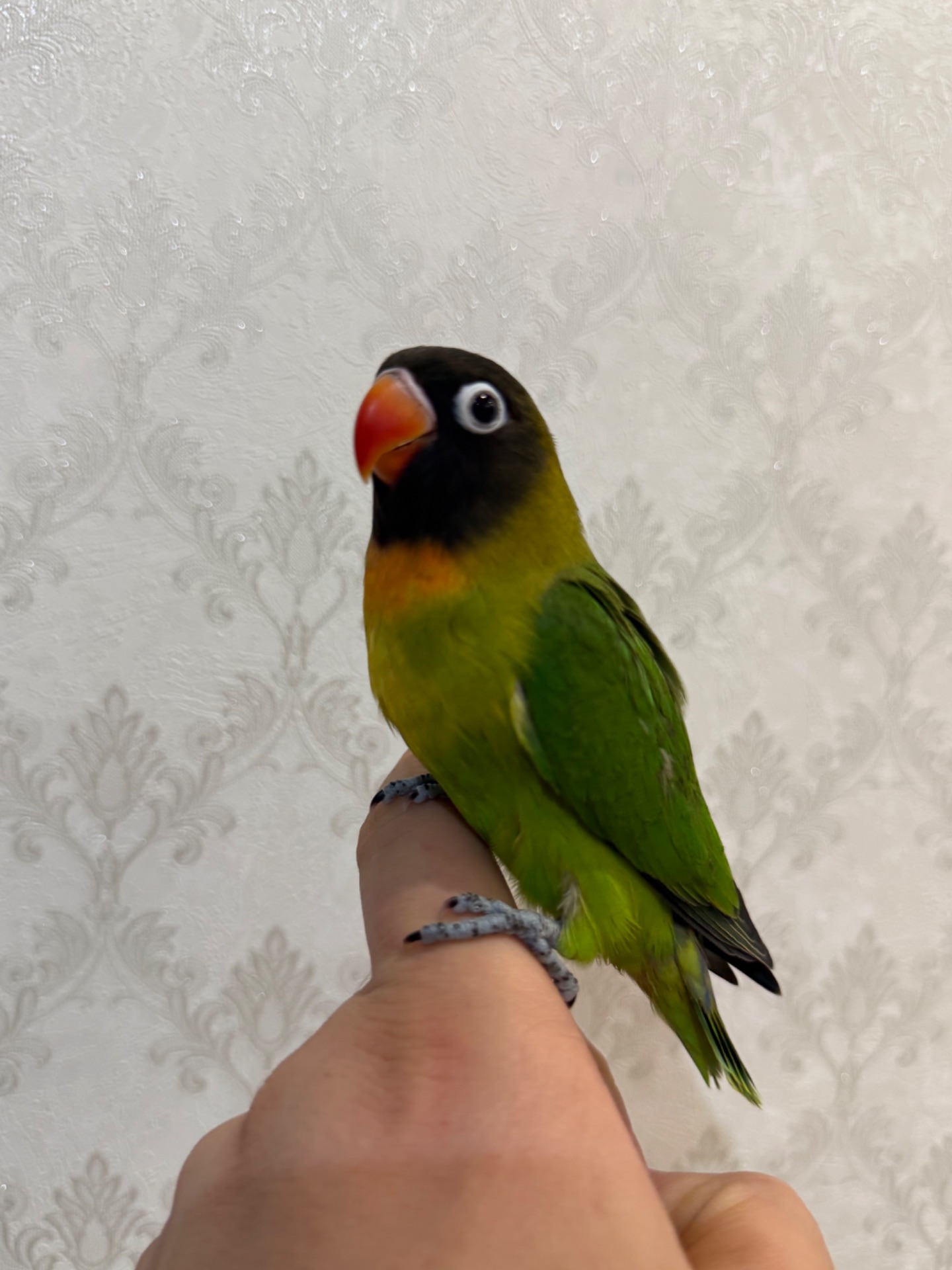 Неразлучники ручные масковве птенцы