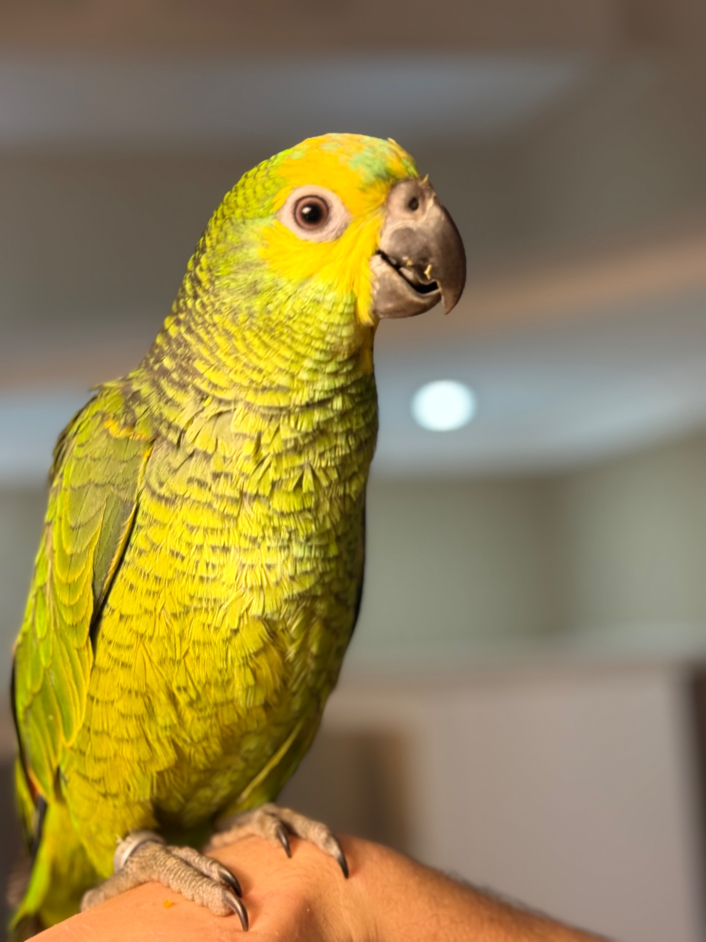 Много говорит, ручной попугай Амазон