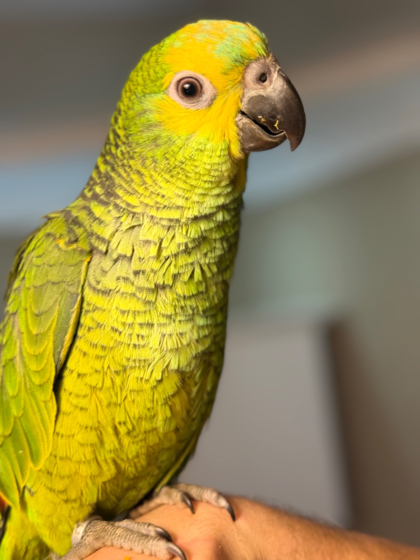 Много говорит, ручной попугай Амазон