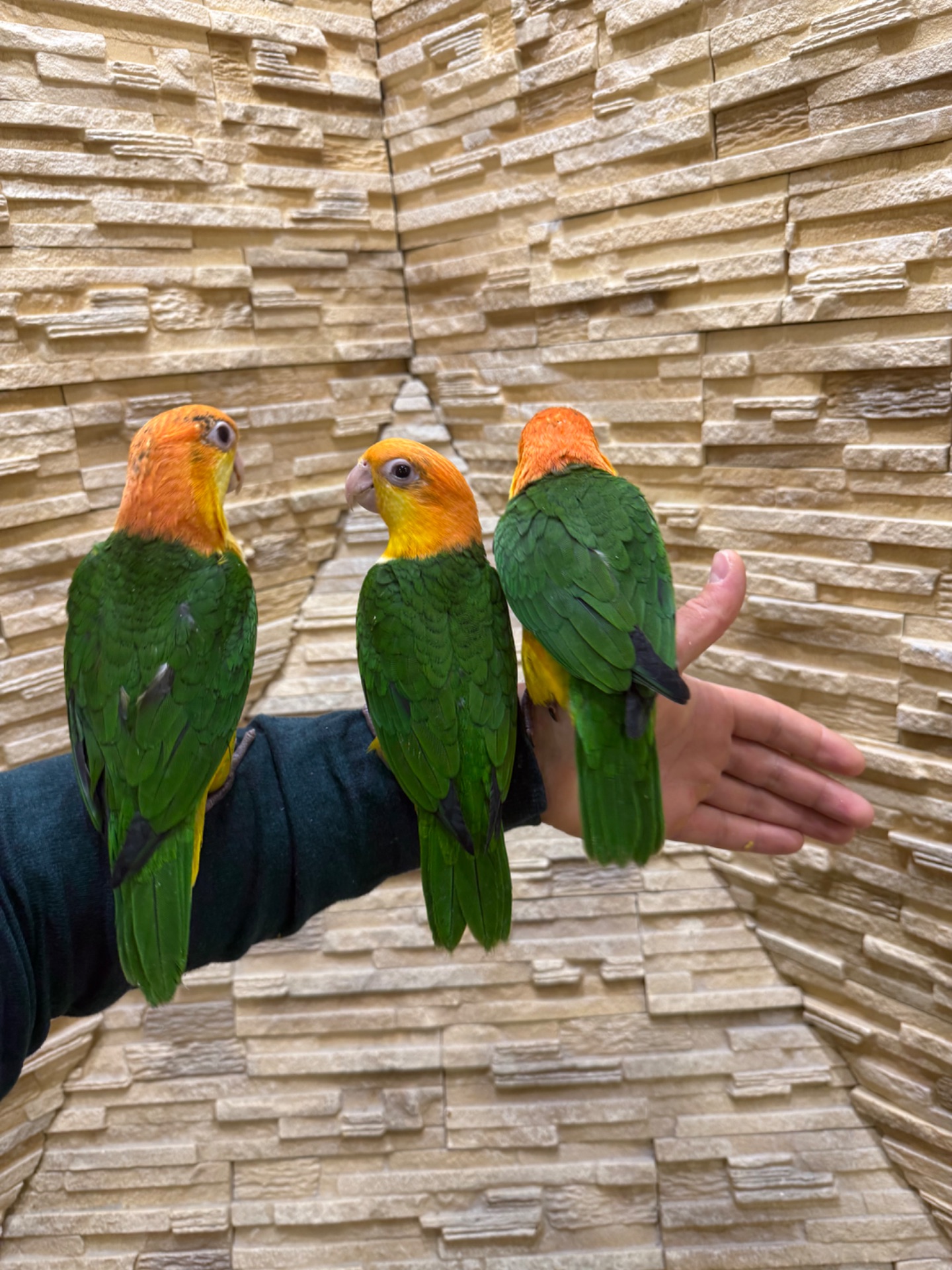 Каик рыжеголовый птенцы, веселый попугай