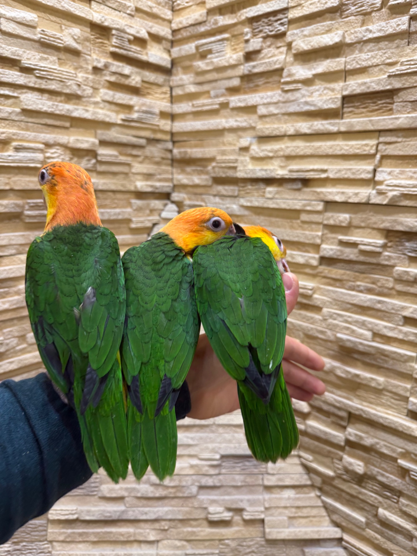 Каик рыжеголовый птенцы, веселый попугай