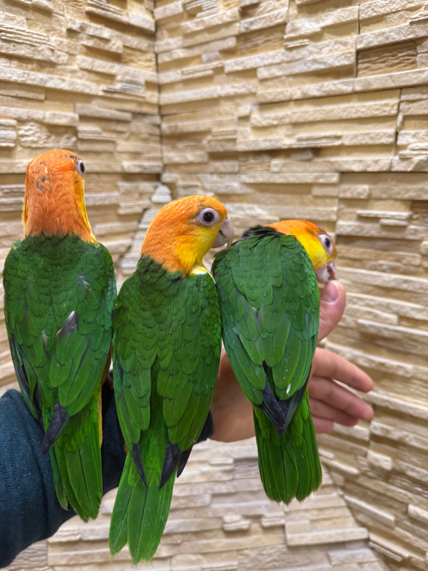 Каик рыжеголовый птенцы, веселый попугай