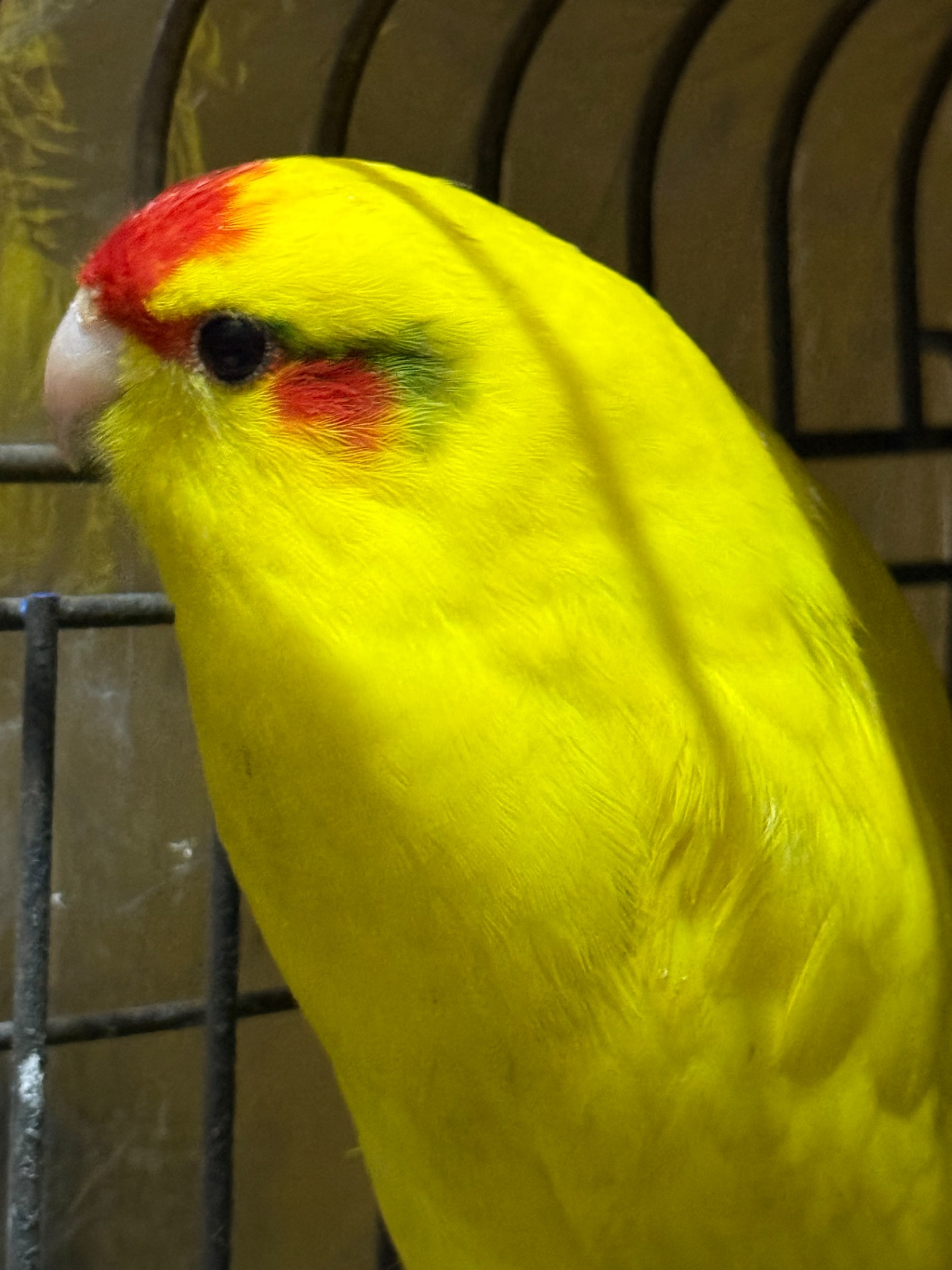 Какарики разного цвета молодые ручные