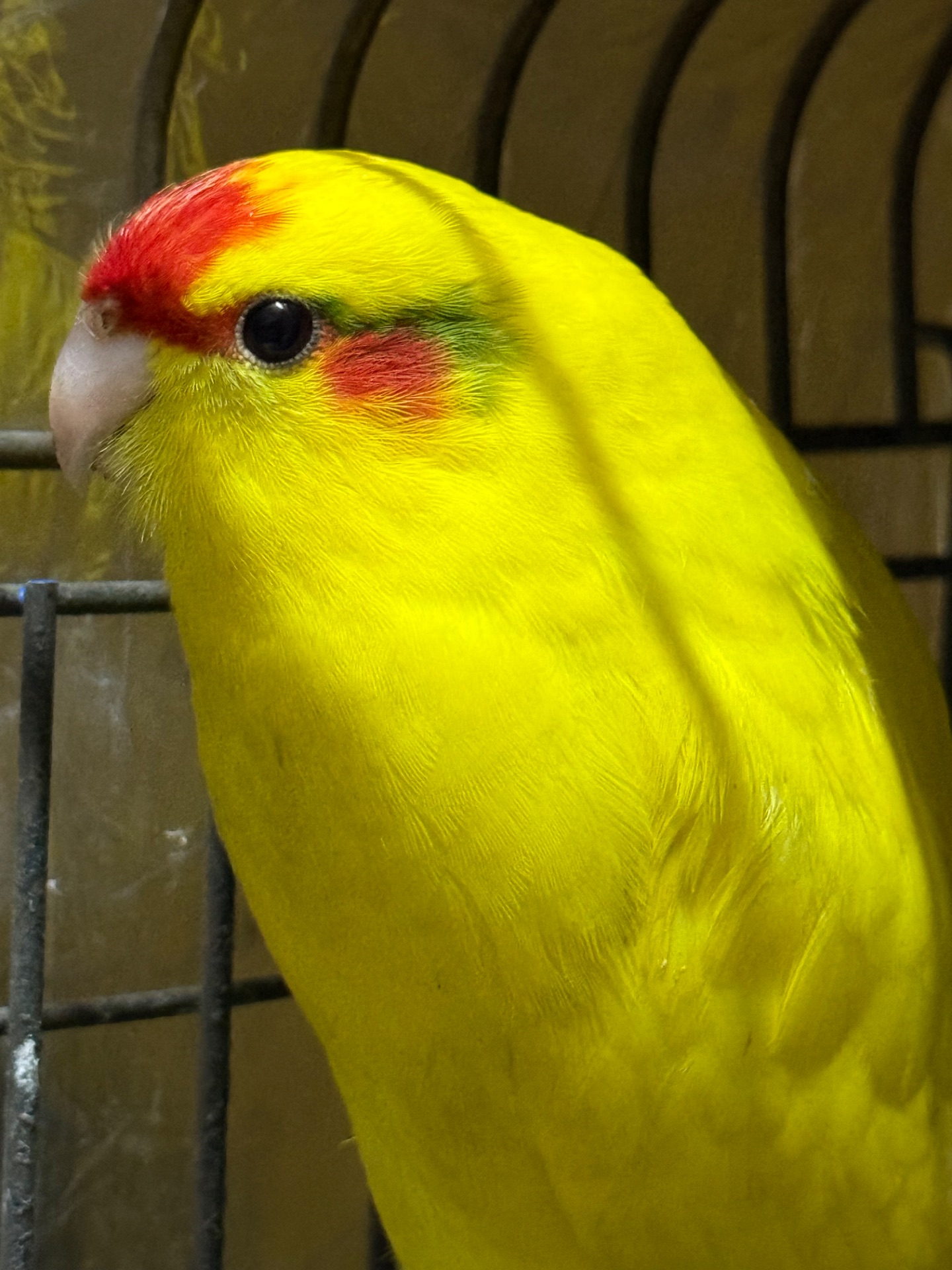 Какарики разного цвета молодые ручные