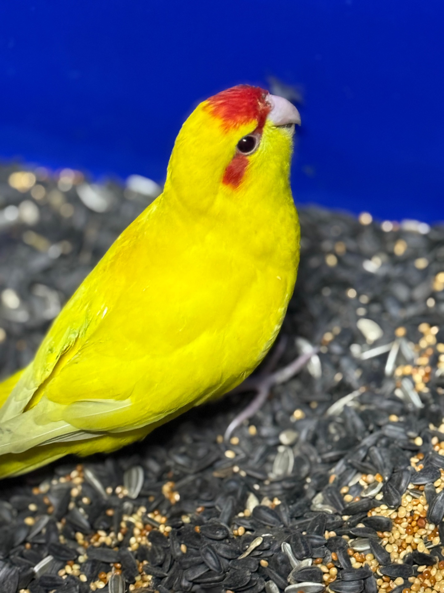 Желтые молодые Какарики, птенцы выкормыши