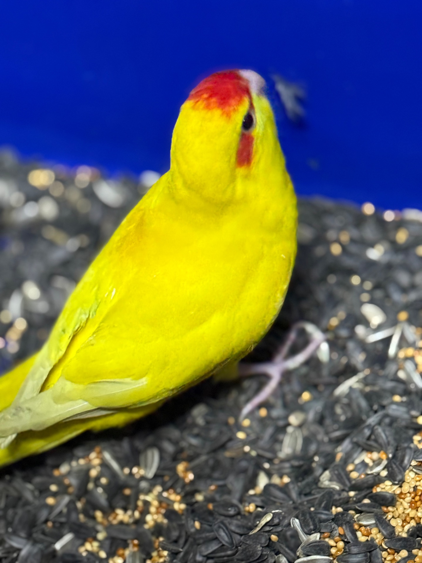 Желтые молодые Какарики, птенцы выкормыши