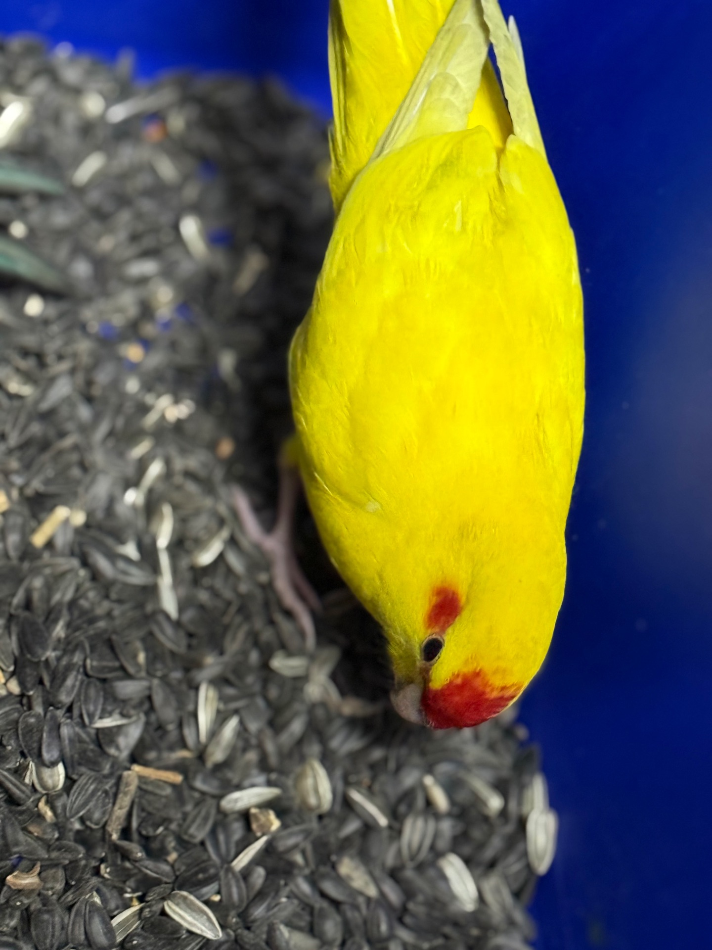 Желтые молодые Какарики, птенцы выкормыши