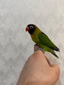 Неразлучники ручные масковве птенцы