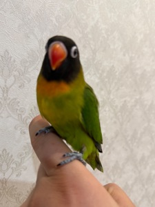 Неразлучники ручные масковве птенцы