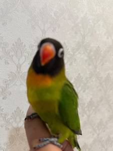 Неразлучники ручные масковве птенцы