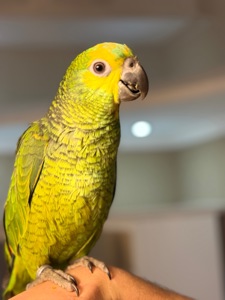Много говорит, ручной попугай Амазон