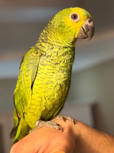Много говорит, ручной попугай Амазон