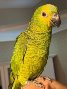 Много говорит, ручной попугай Амазон