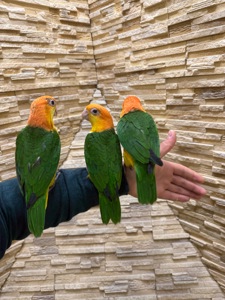 Каик рыжеголовый птенцы, веселый попугай