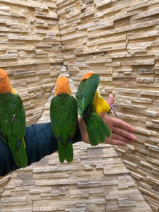 Каик рыжеголовый птенцы, веселый попугай