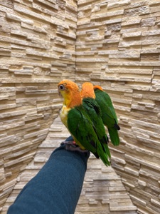 Каик рыжеголовый птенцы, веселый попугай