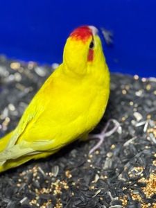 Желтые молодые Какарики, птенцы выкормыши