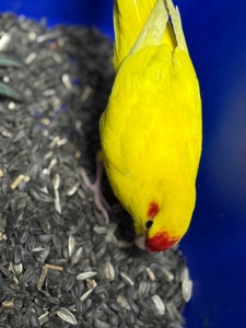 Желтые молодые Какарики, птенцы выкормыши