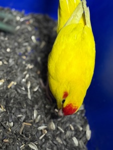 Желтые молодые Какарики, птенцы выкормыши