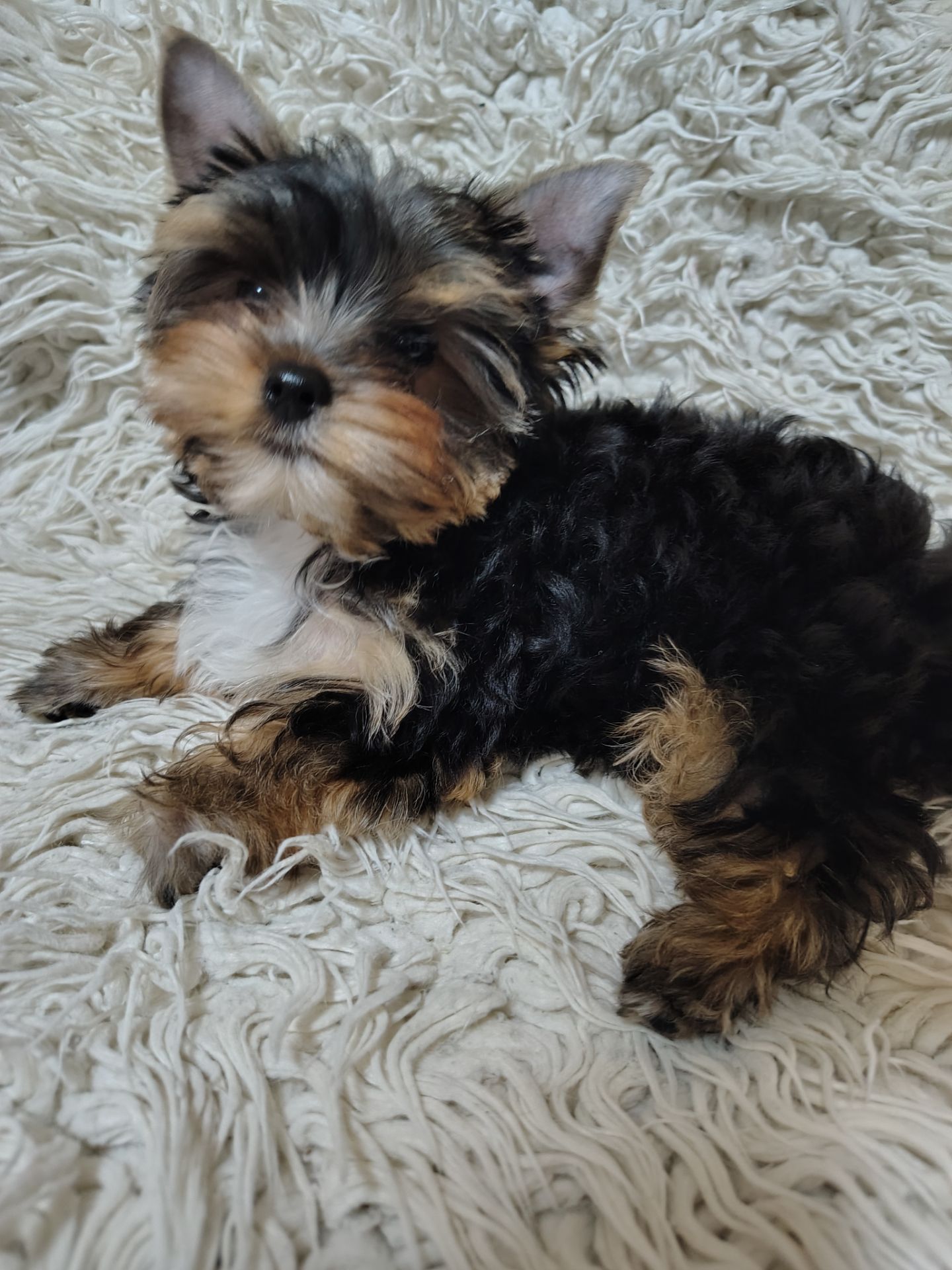 Щенки йоршинського тер'єру