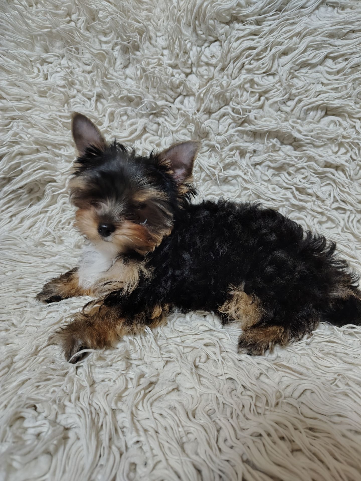 Щенки йоршинського тер'єру