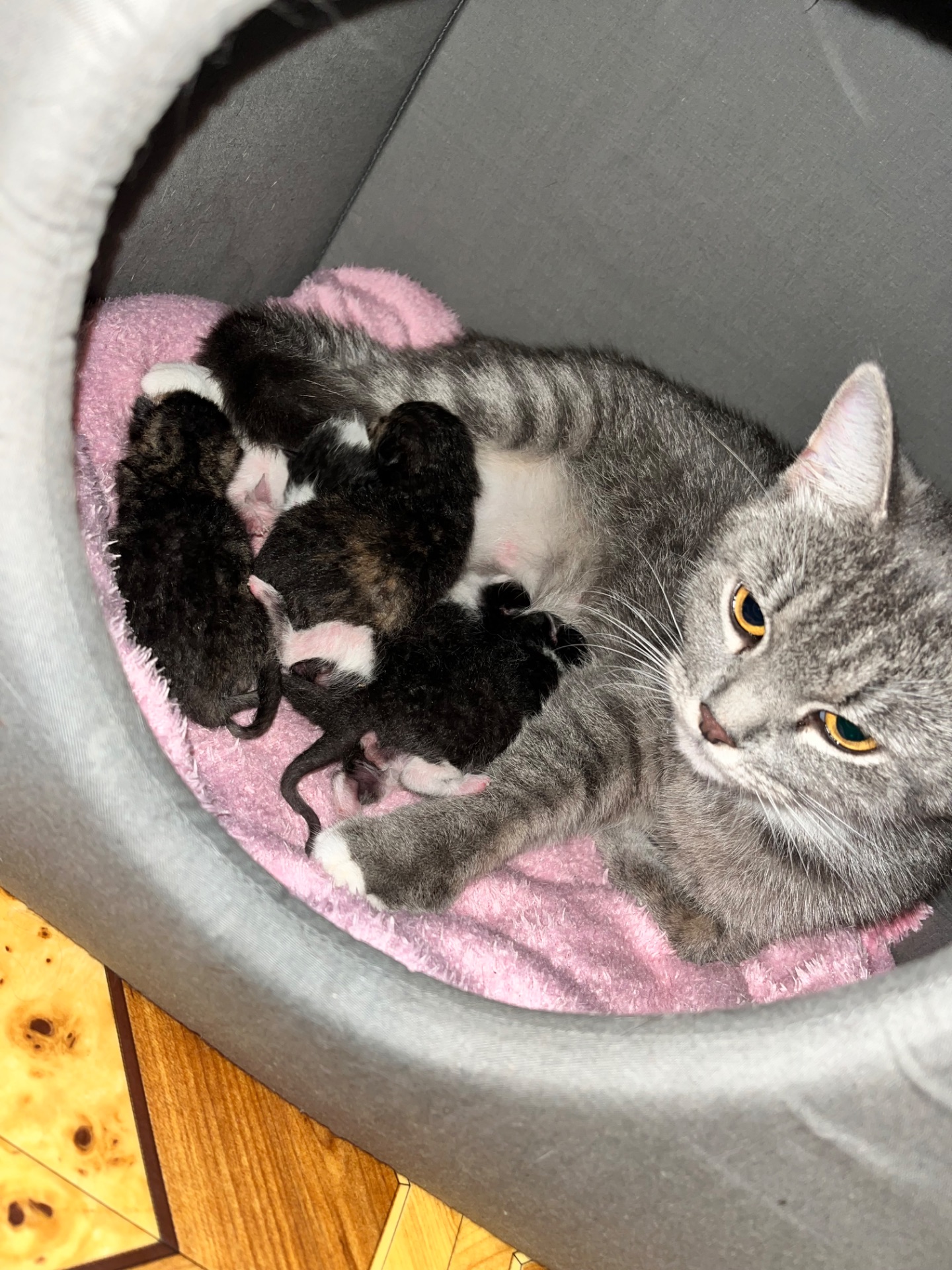 Кошенята шукають дім 🐾