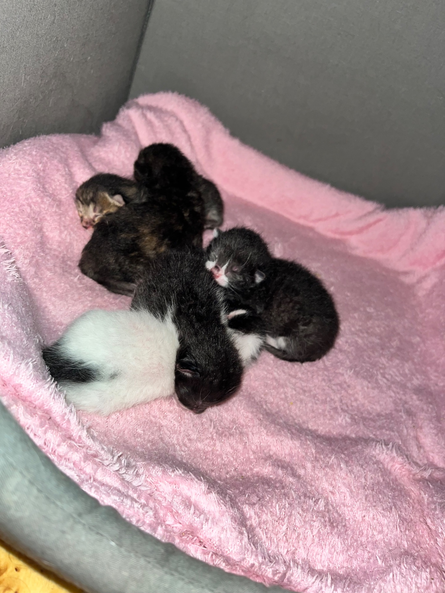 Кошенята шукають дім 🐾