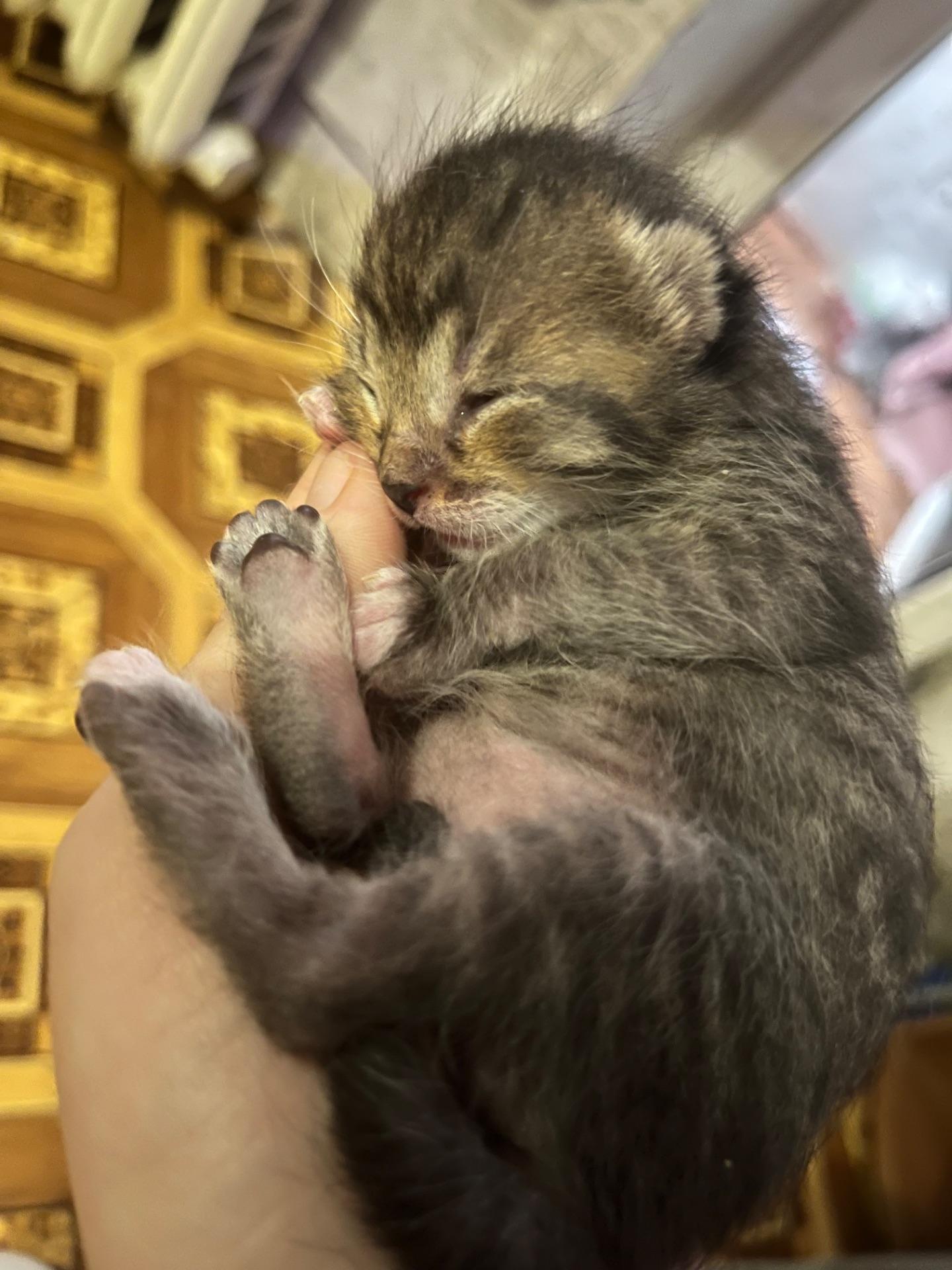 Кошенята шукають дім 🐾