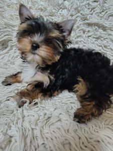 Щенки йоршинського тер'єру