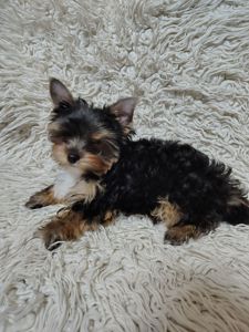 Щенки йоршинського тер'єру