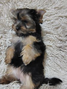 Щенки йоршинського тер'єру