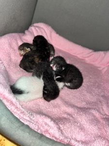 Кошенята шукають дім 🐾