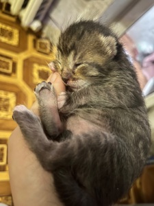 Кошенята шукають дім 🐾