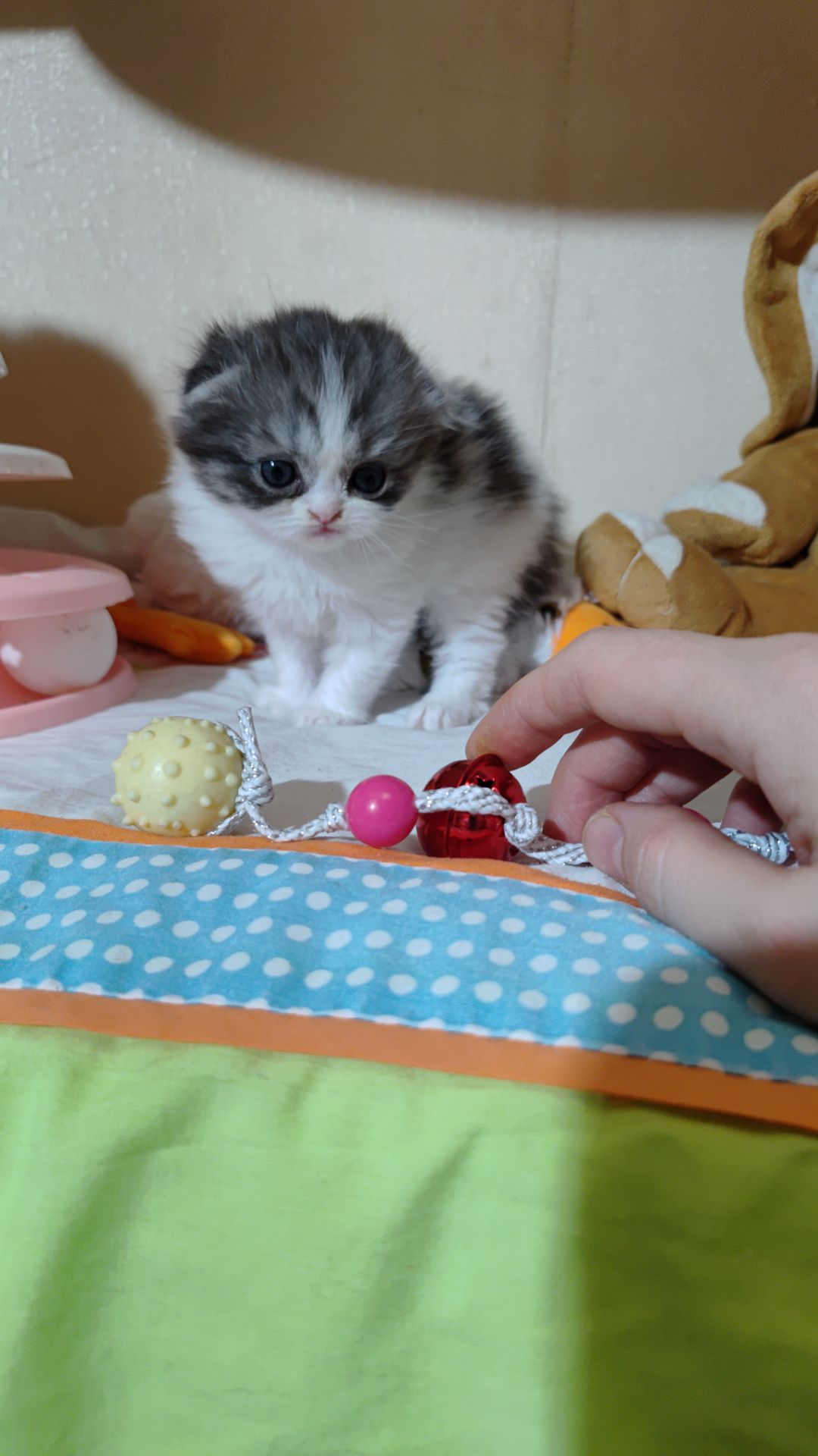 Шотландські прямовухі та висловухі хлопці