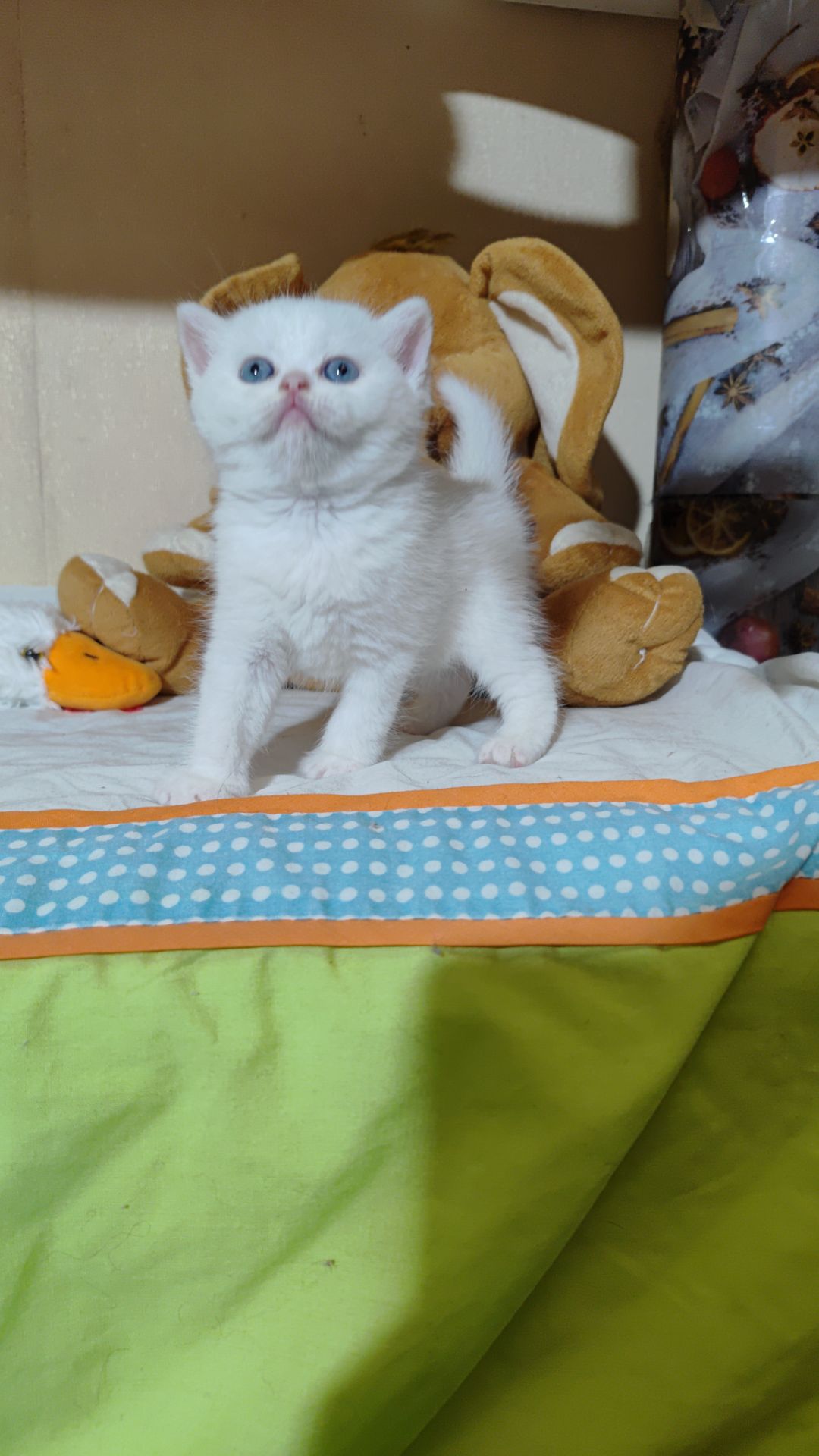 Шотландські прямовухі та висловухі хлопці