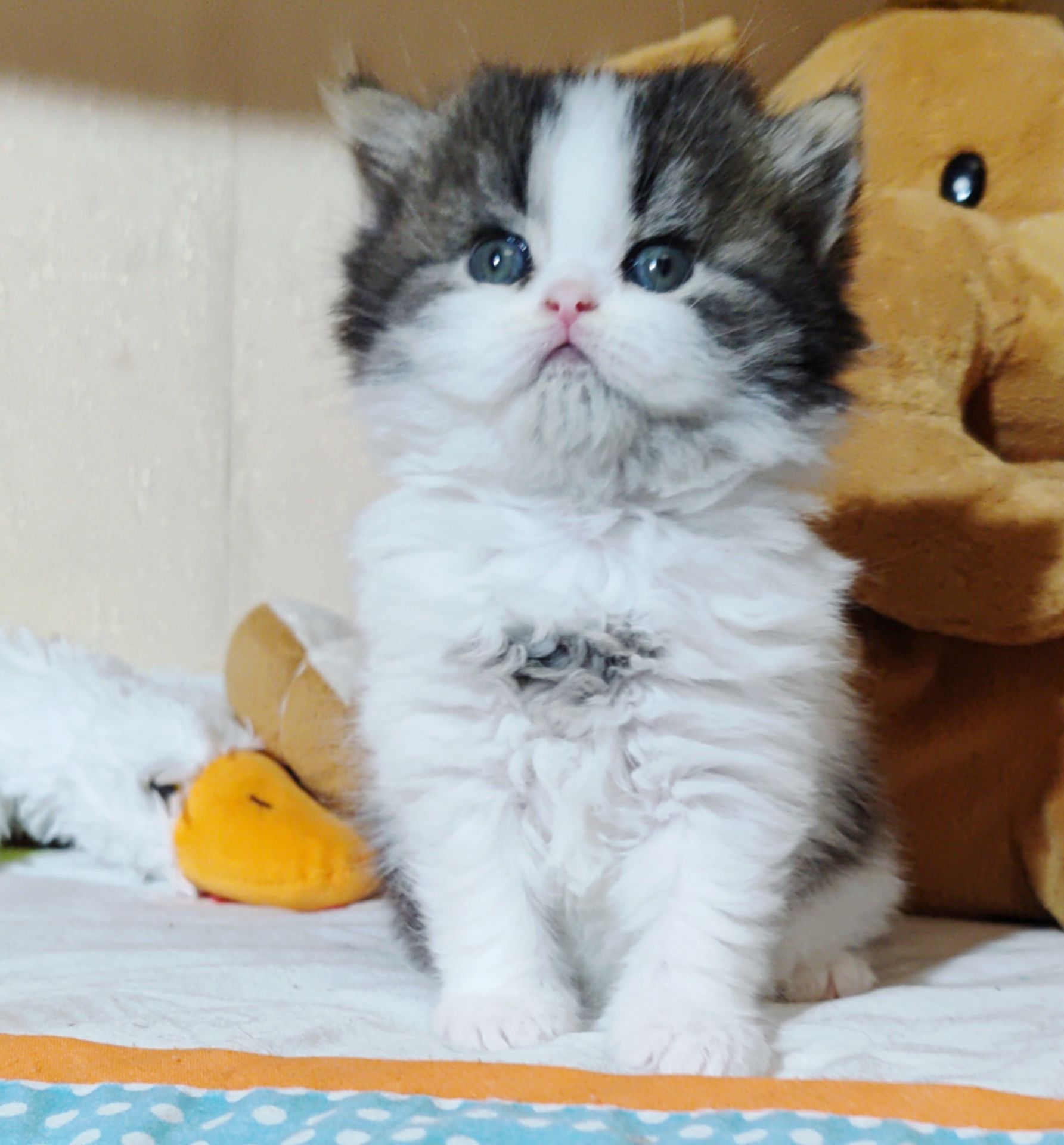 Шотландські прямовухі та висловухі хлопці