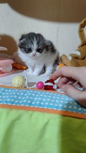 Шотландські прямовухі та висловухі хлопці