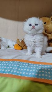 Шотландські прямовухі та висловухі хлопці