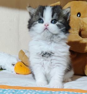 Шотландські прямовухі та висловухі хлопці