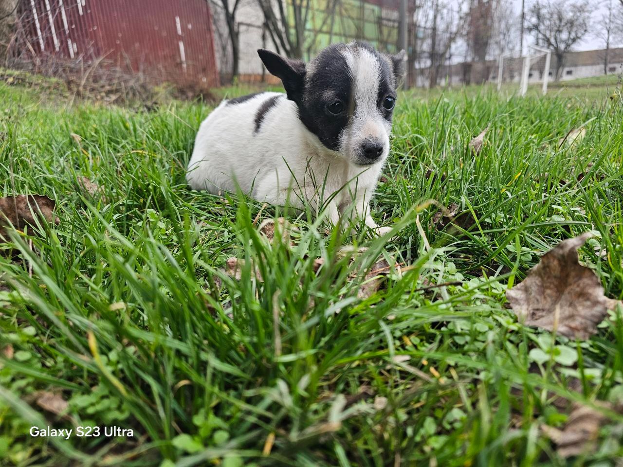 Метис чихуашки, цуценя